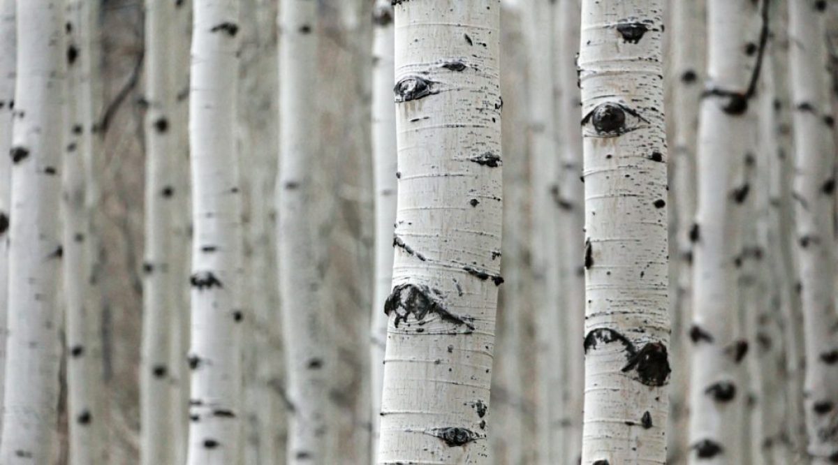 Birch forest Birch forest